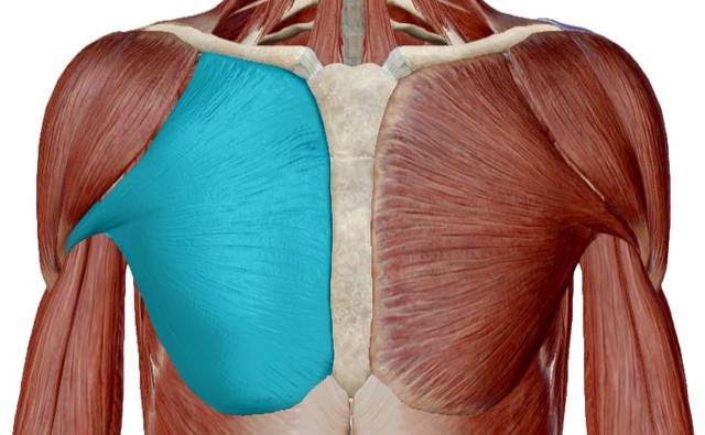 下面是胸大肌的解剖图