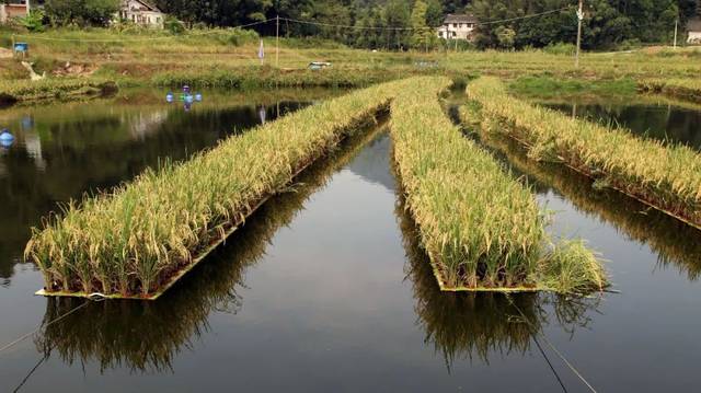 经贵州省农科院专家推荐和指导下 利用鱼塘水面无土种植水稻 " 水下