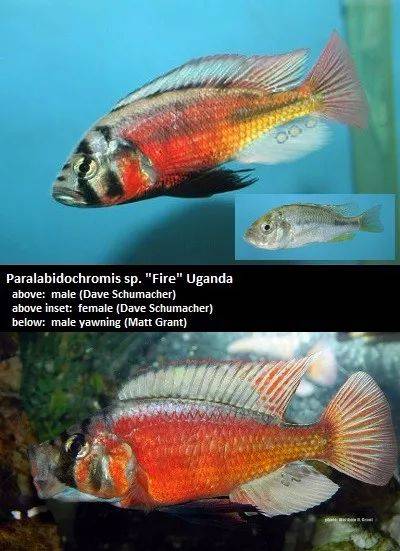 赤翅红鳞paralabidochromis sp. "red fin piebald"