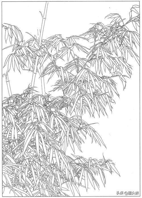 工笔素材|竹子高清白描线稿图片(41幅)