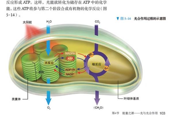 权威!教材编辑全面解读高中生物学新教材!