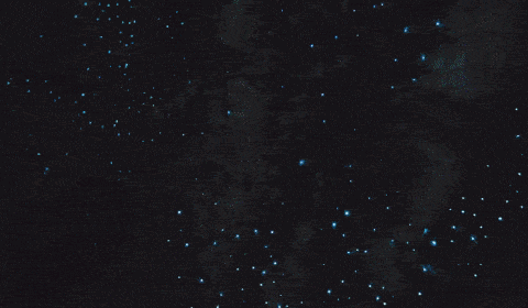 黑暗中犹如点点星空!淡淡的蓝. 是小小的 萤火虫创造的奇迹.