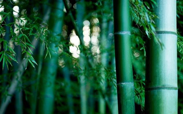 拍什么决定了竹子的布局,最后再去寻找画面的形式美,趣味点.