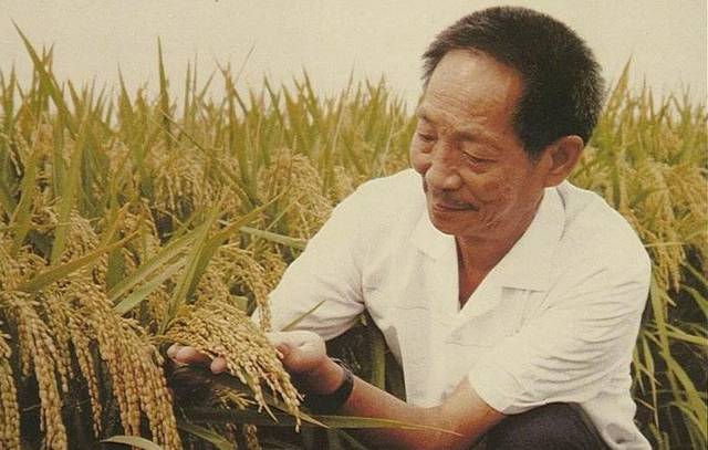 是水稻之父袁隆平袁老90岁的生日.