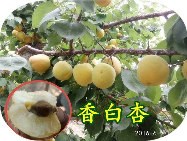 杏中大果型品种,果型极美·口感蜜甜,自花结果极其丰产,耐储性好,采摘