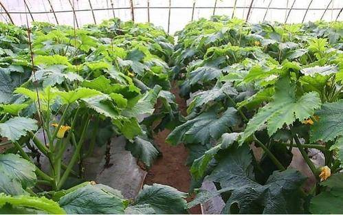 农民种植西葫芦,如何防止西葫芦蔓拔节过高?方法很简单图片