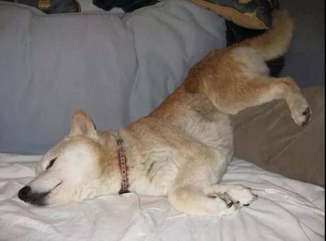 狗狗搞笑睡姿大赏:有的放飞自我,有的睡不瞑目,这些姿势厉害了