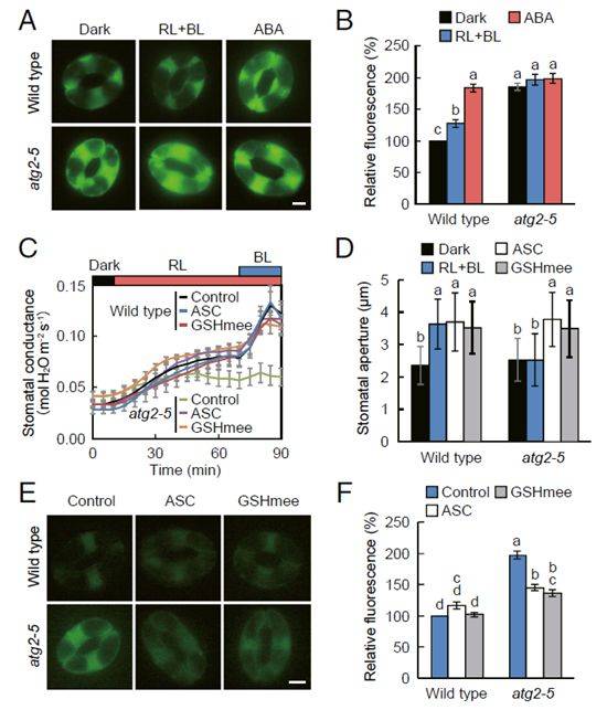 pnas 植物通过细胞自噬来调控保卫细胞内活性氧的稳态,进而控制气孔