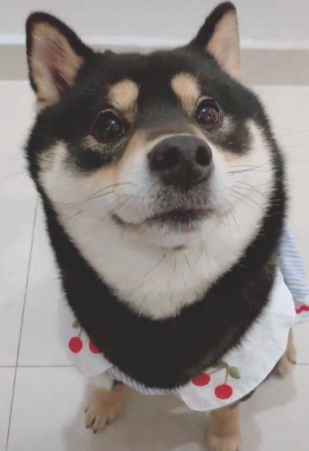 狗狗身上有个神秘的开关,一碰就有反应,你家狗狗中招了吗?