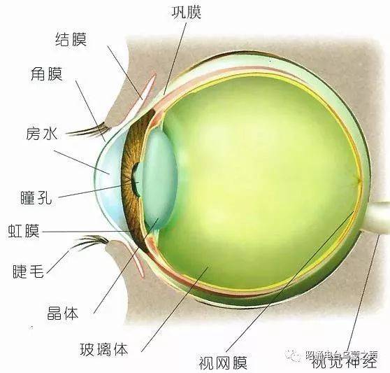 abic术(ab interno canaloplasty):内路小管粘弹剂扩张成形术 下周