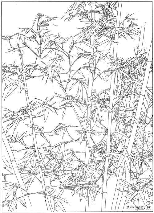 工笔素材|竹子高清白描线稿图片(41幅)