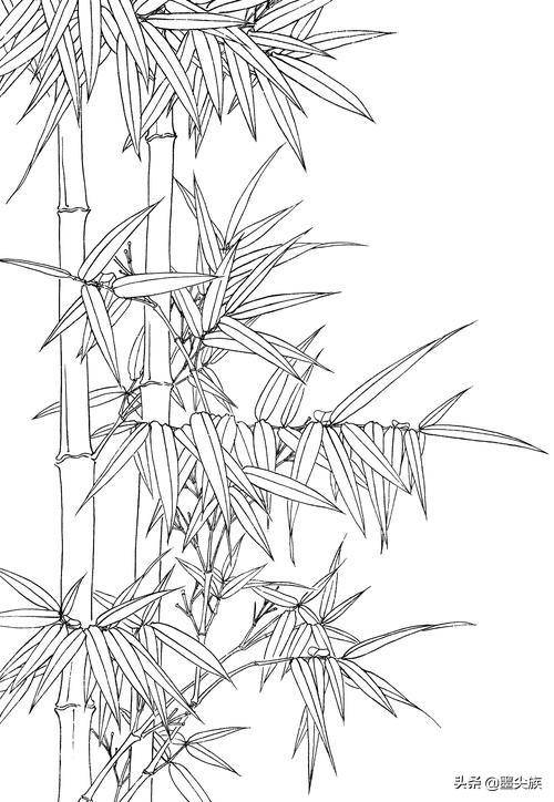 工笔素材|竹子高清白描线稿图片(41幅)