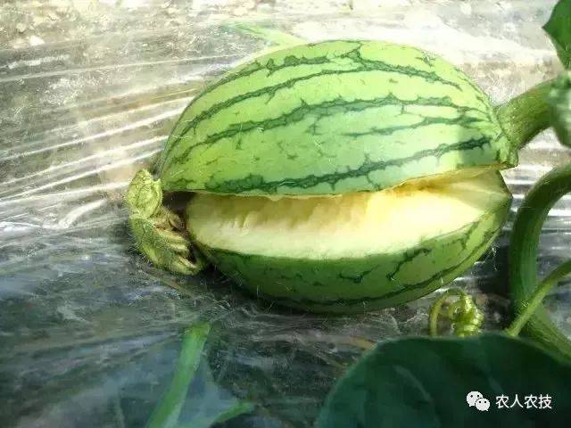 不可错过的西瓜病害资料,危害特征,防治措施一应俱全