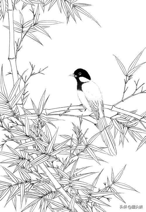 工笔素材|竹子高清白描线稿图片(41幅)
