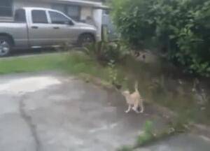 猫的反应速度到底有多快?猫:人类,你对速度一