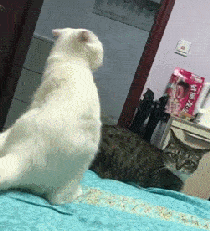 惊悚!把猫关在笼子里半天,回来时发现它正打算自杀!