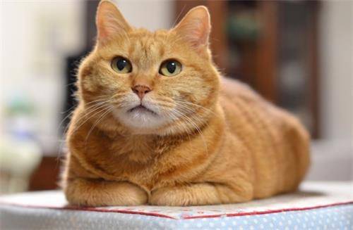 橘猫嘴流水是什么原因,橘猫流臭口水是口炎吗