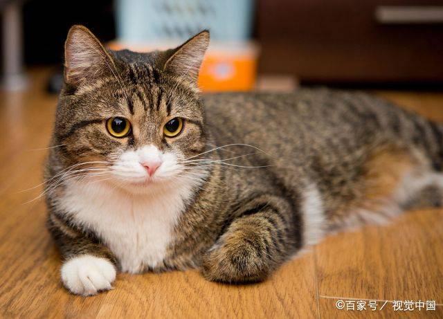 原创猫咪把你当成"猫妈妈",它会对你做5件事情,说明猫很依赖你