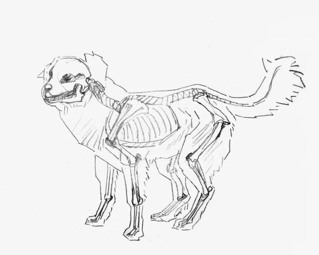 了解和熟悉狗的基本骨骼结构对绘画是大有益处的. 图一 图