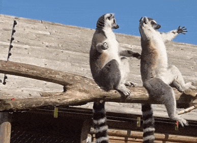 搞笑gif图:妹子们在比谁小么