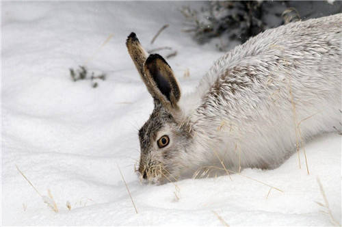 俗语:春不捡鸡,冬不捡兔,讲的是什么?老