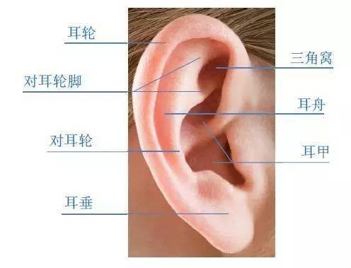 首先我们先了解一哈正常的耳朵长啥子样子,主要由哪几部份组成