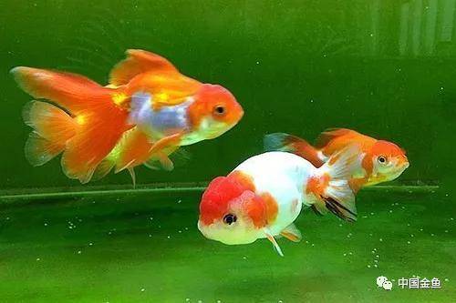 如何选择适合自己的鱼缸水泵?