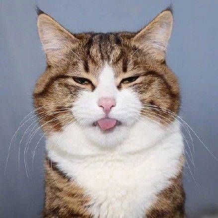 这只励志网红猫,每张照片都是行走的表情包