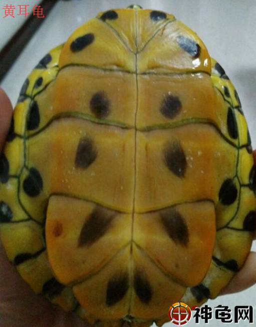 大家来找茬:黄耳龟和火焰龟的区别
