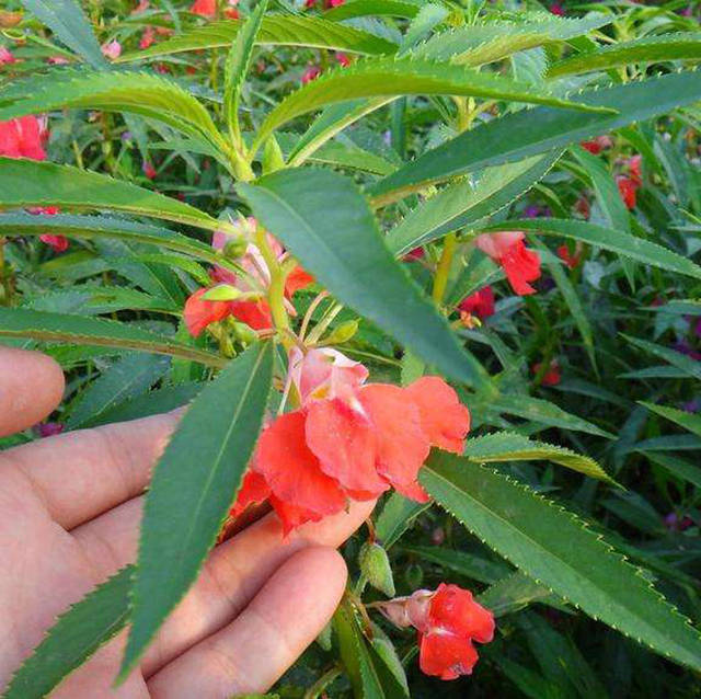 满满的童年回忆!小院里种的那片指甲花,染过许多农村女孩的指甲