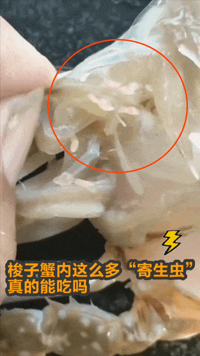 梭子蟹里这么多"寄生虫"还能吃吗?