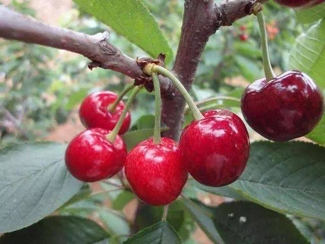 车厘子苗的种植技术 车厘子品种