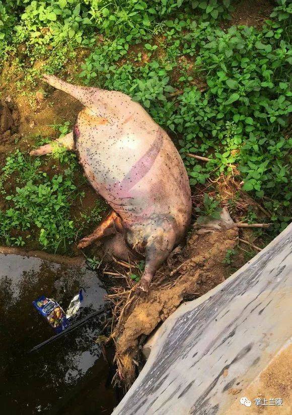 网曝:兰陵这地方有人扔死猪污染环境,强烈谴责!