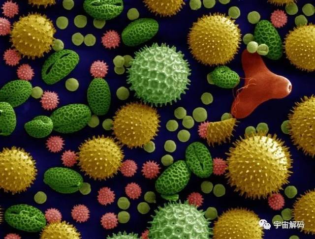 【绝美景色】显微镜下花粉颗粒图片