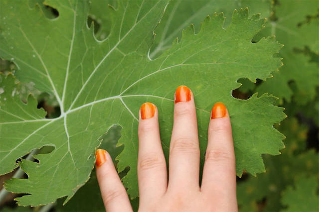 满满的童年回忆!小院里种的那片指甲花,染过许多农村女孩的指甲