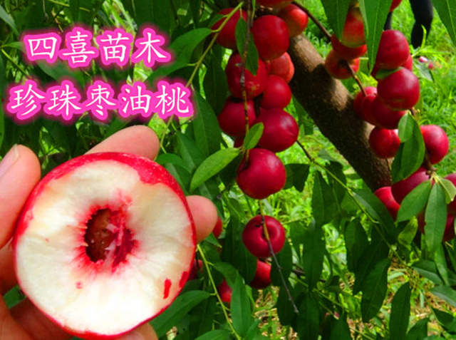 珍珠枣油桃咋这么火呢