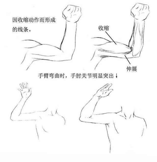 人物手臂怎么画?手臂的画法