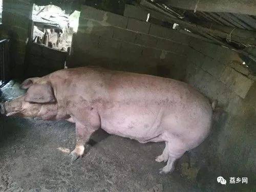 700多斤的巨型猪,猪肉那么贵真要发财了!