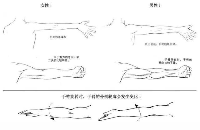 人物手臂怎么画?手臂的画法