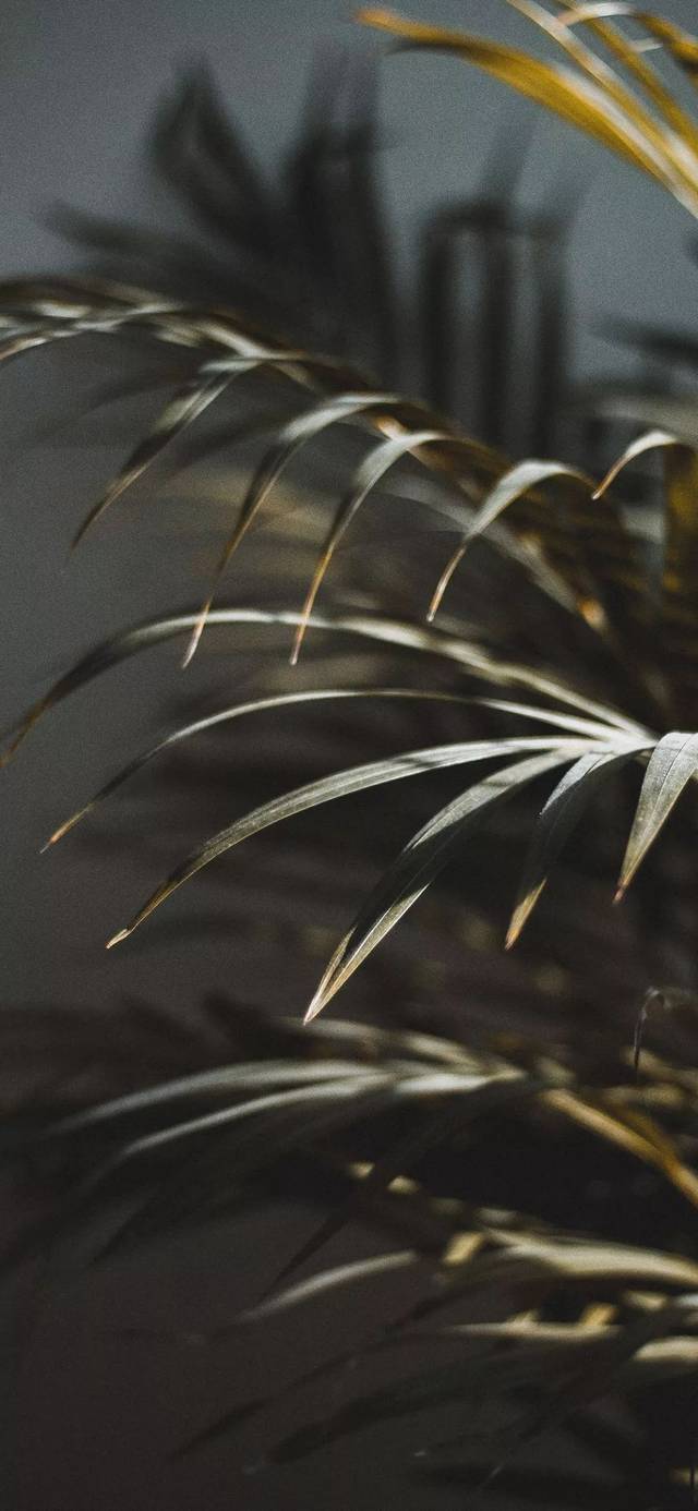 壁纸丨虽然没钱买 iPhone 11,但新款壁纸要整上