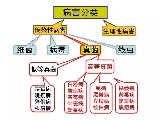 真菌的分类基础知识