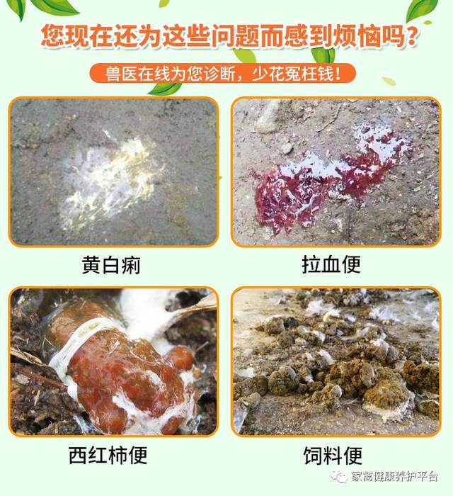 热销产品推荐  【肠逸舒 主要功能】: 健肠道促消化,提高采食量 提高