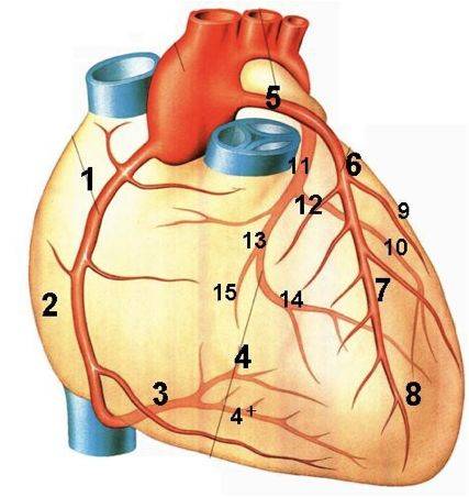 冠状动脉(nyha) 心血管疾病概述 冠心病及缺血性心肌病 非缺血性心肌