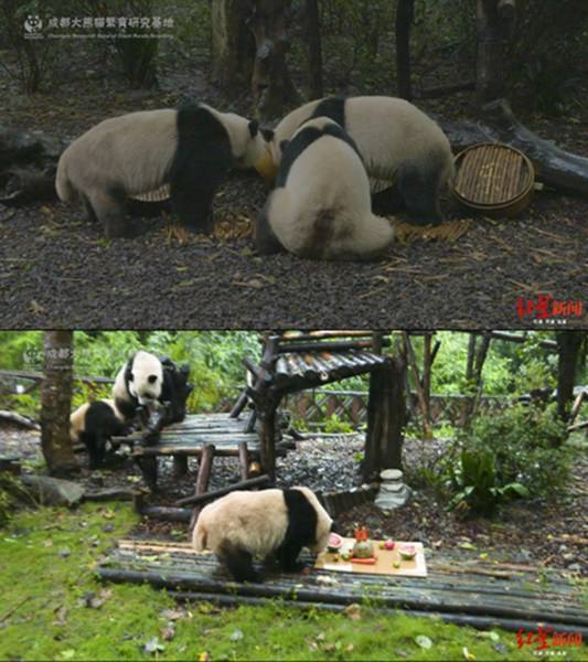 大熊猫过中秋吃的啥月饼?节日大餐长这样