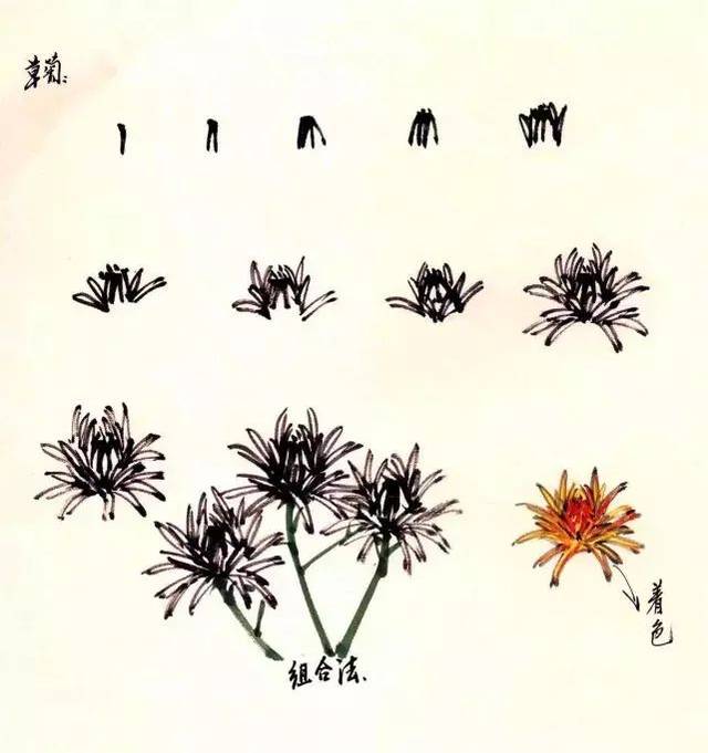 菊花的基本画法(银丝菊)