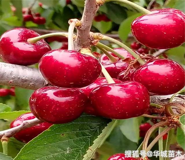 大果早熟樱桃苗新品种 奇早樱桃苗批发价格