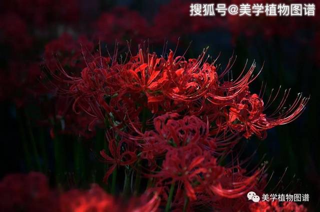 小植图谱 | 彼岸花,曼珠沙华,一棵承载着生死,轮回的石蒜!
