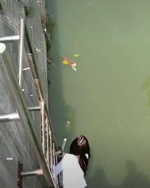 原创美女想救落水猫,男子越看越觉得奇怪,猫:我不是落水,是游泳