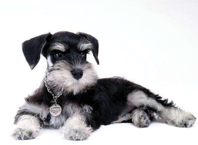 萨摩耶犬,排行第33位