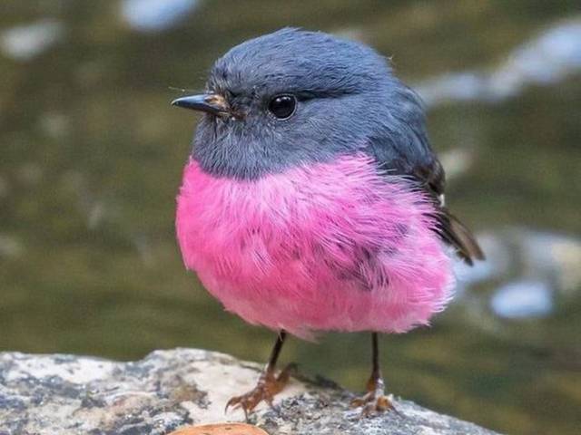 澳洲知更鸟pink robin 超可爱!全因粉红色肚腩仔